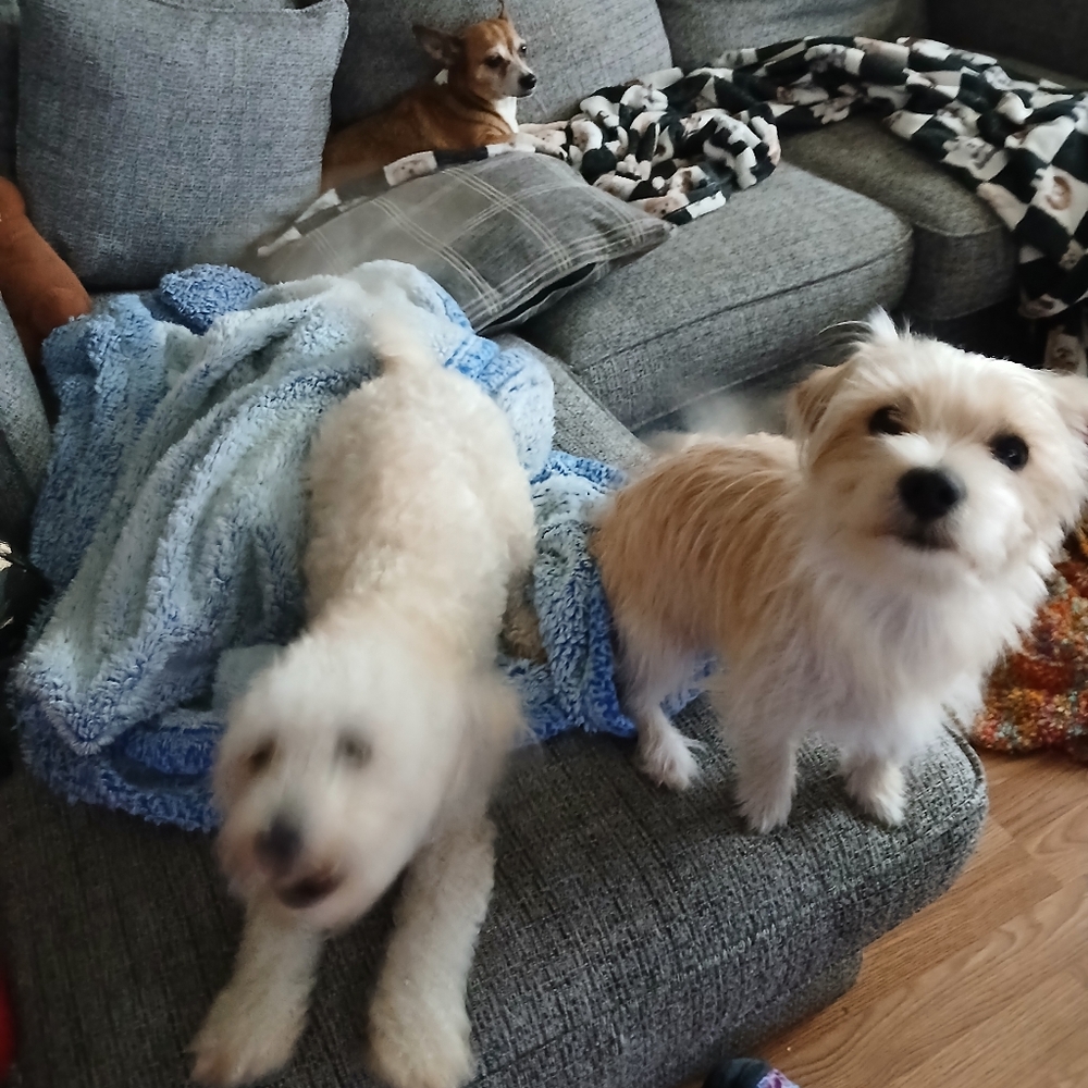 Meet The Rescues We Have - Picture 6 of 16